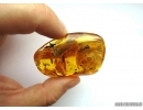 Nice Thuja, Termite and Gnat, Fossil insects in Ukrainian, Rovno amber #6408