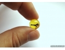 FLOWER, PLANT. Fossil inclusion in Baltic amber bead #6417