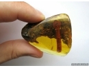 Rare Plant, Probably Mushroom. Fossil inclusion in Baltic amber #5814