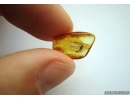 Ephemeroptera, Mayfly. Fossil insect in Baltic amber #6407