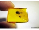 Extremely rare Ambush Bug Phymatidae: Koenigsbergia sp.  in Baltic amber #4902