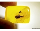 Extremely rare Ambush Bug Phymatidae: Koenigsbergia sp.  in Baltic amber #4902