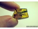 Aves, Very rare 5 Bird Feathers in Baltic amber #4800