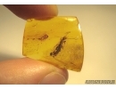 EMBIOPTERA Superb WEBSPINNER In  BALTIC AMBER #0407
