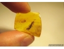 EMBIOPTERA Superb WEBSPINNER In  BALTIC AMBER #0407