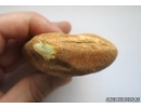 Genuine WHITE COLOR BALTIC AMBER Stone. 50 grams. #st-030