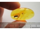Aphid and Click beetle Elateridae in Baltic amber #4609