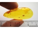 Coleoptera, Aderidae, Antlike leaf beetle and Hymenoptera  Braconidae Wasp in Baltic amber #4757