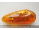 Silverfish Thysanura, Spider Beetle Ptinidae and Fly. Fossil inclusions in Big Baltic amber stone #5464