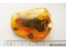 Big BRISTLETAIL, ARCHAEOGNATHA. Fossil insect in Baltic amber #5533