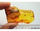 OAK FLOWER, Plant in Baltic amber #5459