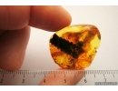 PTERIDOPHYTA, Fern in Baltic amber #4718