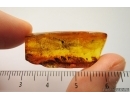 SUPERB  25mm FERN, PTERIDOPHYTA in BALTIC AMBER #4216