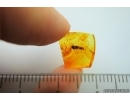 Extremely Rare CADDISFLY, AQUATIC LARVA IN CASE! Baltic amber #1468