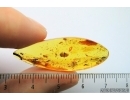 Thuja with Cone in Baltic amber #4236
