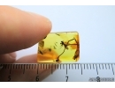 Psocid Psocoptera and Plant in Baltic Amber#4113