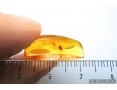 Rare  Psyllid, Psylloidea in Baltic amber #4781