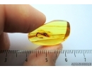 Extremely Rare Pseudoscorpion Phoresy in Baltic amber #4555