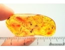 Mite, Acari and Long-legged Flies Dolichopodidae in Baltic amber #4343