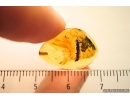  MYRIAPODA, probably Craspedosomatidae  in Baltic amber #4628