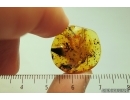 Big 18mm! Centipede Lithobiidae, Ant and Leaf 12mm! Fossil inclusions in BALTIC AMBER #4038