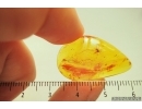 MAMMALIAN HAIR and GNAT in Baltic amber #4738