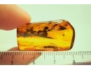 Moth Lepidoptera in Baltic amber #4742