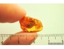 CRUSTACEA, ISOPODA in Baltic amber #4682