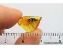 Rare Toe-Winged Beetle, Ptilodactylidae. Fossil insect in Baltic amber #7035