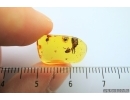 Beetle Anamorphidae and Earwig. Fossil inclusions in Baltic amber #6298