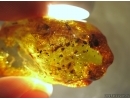 Extremely Rare  FLEA, SIPHONAPTERA. Sixth specimen in Baltic amber #5239