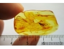 Nice, Rare Caddisfly, Trichoptera. Fossil insect in Baltic amber stone #7823