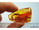 Big 12mm! Beetle Fragment, Fossil inclusion in Baltic amber #8583