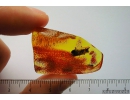 Big 12mm! Beetle Fragment, Fossil inclusion in Baltic amber #8583