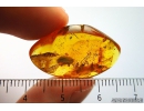 Beetle and Fungus gnat. Fossil insects in baltic amber #8552