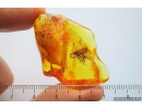 Ichneumon Wasp, Ichneumonidae. Fossil insect in Baltic amber #8813