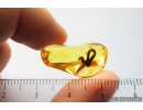 Very Nice Unknown Inclusion. Baltic amber stone #9128