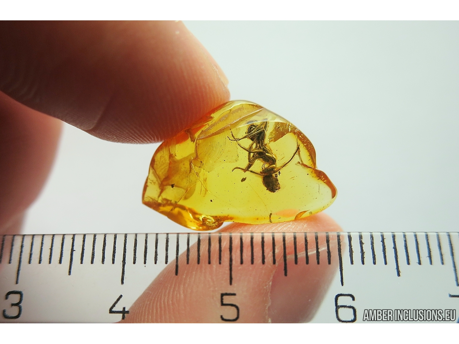 Ant Formicidae Formica flori with Leaf fragment. Fossil inclusions