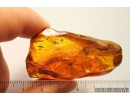 Lizard or Gecko Skin Fragment, Reptilia and Aphid Aphidoidea. Fossil inclusions in Baltic amber #9251