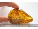 Rare Dustywing Coniopterygidae Archiconis electra and More. Fossil inclusions Big 45g Baltic amber stone #12042