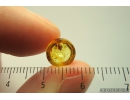 Rare Woodlice Isopoda: Diplocheta: Ligiidae. Fossil insect in Ukrainian Rovno amber #9515R