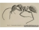 Rare Ant Paraaneuretus tornquisti. Fossil insect in Baltic amber #11657