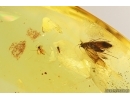 Nice Moth Lepidoptera. Fossil inclusion Ukrainian Rovno amber #14192R