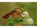 Rare Robber fly,  Asilidae. Fossil insect in Baltic amber #11188
