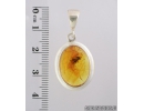 Genuine Baltic amber Silver pendant with fossil insect - Snipe Fly, Rhagionidae #s050-015