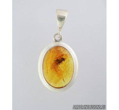 Genuine Baltic amber Silver pendant with fossil insect - Snipe Fly, Rhagionidae #s050-015