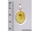 Genuine Baltic amber Silver pendant with fossil insects: 2 Long-legged flies Dolichopodidae with eggs! #s050-003