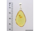 Genuine Baltic amber Silver pendant with fossil inclusion- Ant Hymenoptera. #s060-002