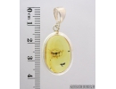 Genuine Baltic amber Silver pendant with fossil inclusion- Ant Hymenoptera. #s060-001