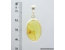 Genuine Baltic amber silver pendant with fossil insect- Fungus gnat Mycetophilidae. #s060-010